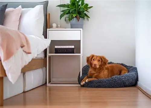 Bạn có thể để chó một mình ở nhà trong bao lâu? (Sự thật, Câu hỏi thường gặp &)