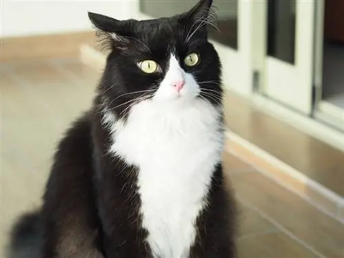 Tuxedo Ragdoll Cat: kuvia, faktoja & Historia