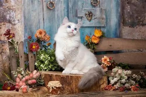 Mèo Ragdoll trắng có tồn tại không? Câu trả lời hấp dẫn