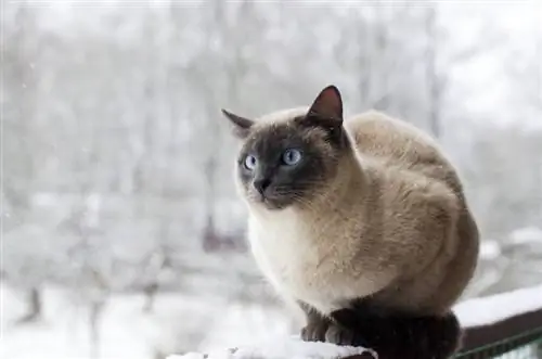 10 zimskih varnostnih nasvetov za mačke (vse, kar morate vedeti!)