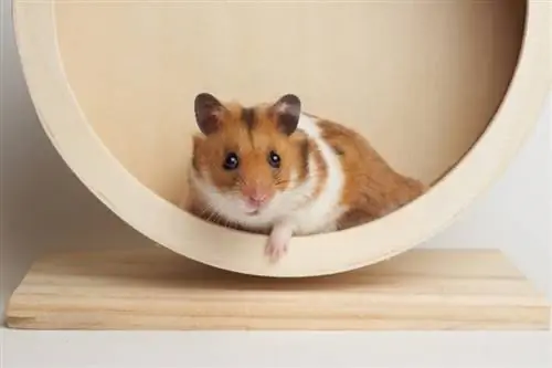 In welchem Alter erreichen Hamster die Geschlechtsreife?