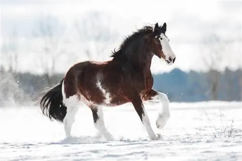 8 نژاد اسب با موهای بلند & پاهای پر (همراه با عکس)