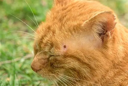 So erkennen Sie & Behandeln Sie Insektenstiche bei Ihrer Katze: 8 vom Tierarzt überprüfte Tipps & Tricks