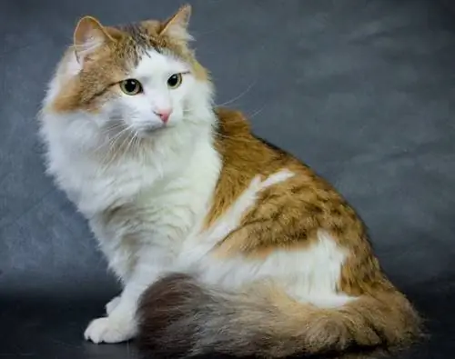 Ragamuffin Cat: Rasinfo, afbeeldingen, temperament & Traits