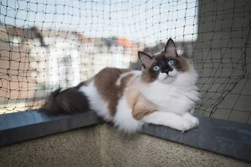 Hoogsindroom by katte: ondersoek die gevare van balkonne & Hoogtes