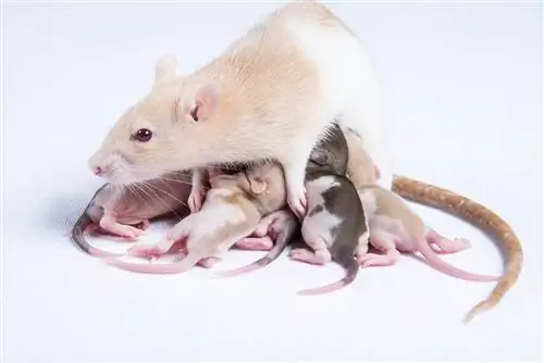 Câți copii au șobolanii într-un așternut? Ce trebuie sa stii