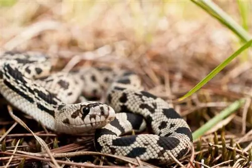 19 melhores lagartos e cobras de estimação para iniciantes (com fotos)
