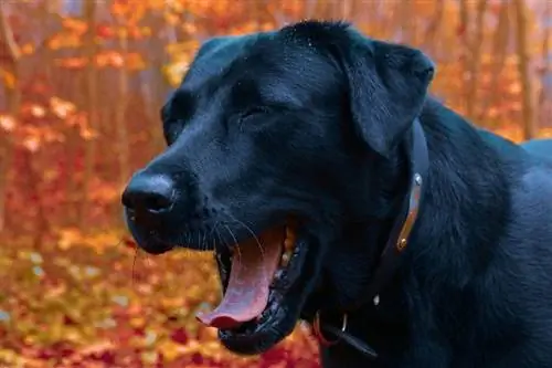 Zakaj moj pes kašlja? 6 možnih razlogov & Kdaj ukrepati (odgovor veterinarja)