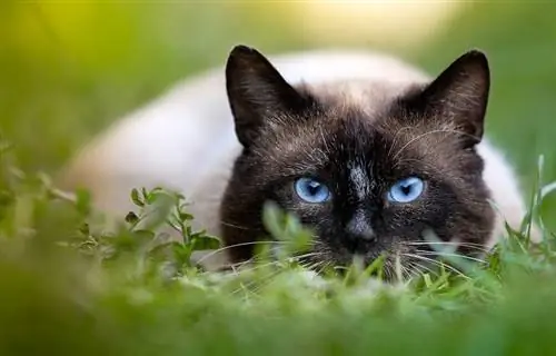 Er siamesiske katte allergivenlige? (Et overblik)