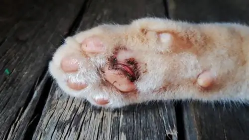 Sådan behandler du en forbrændt katpotepude: 7 eksperttips (dyrlægesvar)