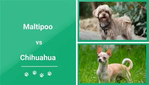 M altipoo vs Chihuahua: ความแตกต่างคืออะไร? (พร้อมรูปภาพ)