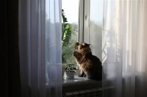 Perché il mio gatto si gratta alla finestra? 7 motivi principali