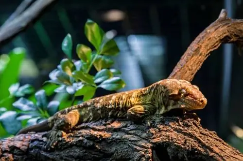 Leachie Gecko: informações, fotos e guia de cuidados