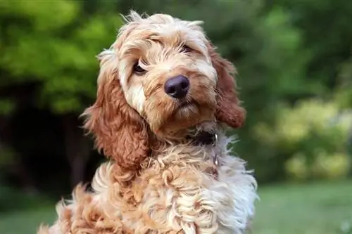 15 ข้อเท็จจริงเกี่ยวกับ Cockapoo ที่คุณไม่เคยรู้มาก่อน