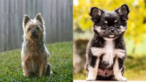 Silkyhuahua (Silky Terrier & Chihuahua Mix): Foto, Guide, Info, Care & Më shumë