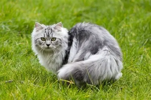 Perzijska mačka: Informacije o pasmi, slike, temperament & Lastnosti