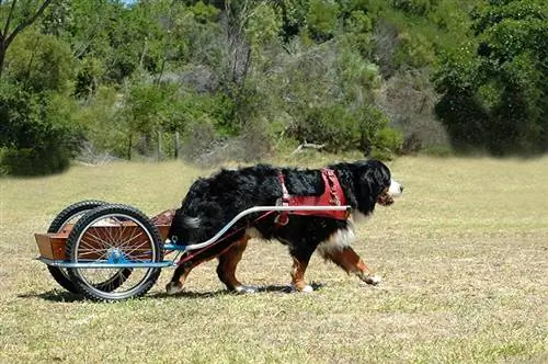 Bernese Mountain Dog Carting: Historie og hvordan man trener dem