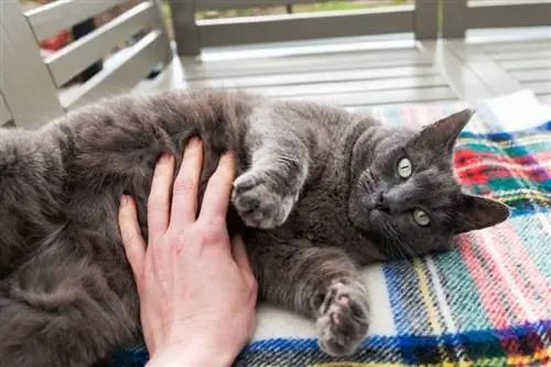 האם חתולים אוהבים שפשופים בבטן? מה שאתה צריך לדעת
