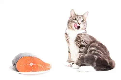5 naturalnych źródeł potasu dla kotów (& ile potrzebują dziennie)