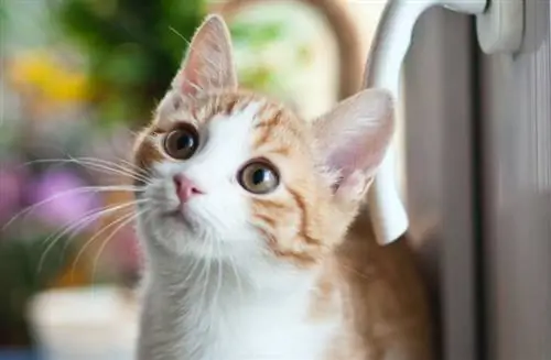 Mačka iznenada ljepljiva? Evo 7 mogućih razloga zašto