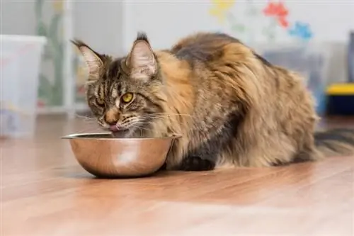 گربه همیشه گرسنه است؟ در اینجا 7 دلیل احتمالی وجود دارد