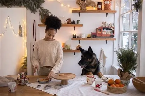 10 продуктов, которые собаки могут есть на Рождество (с иллюстрациями)