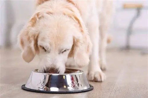 Combien de fois par jour un chien doit-il manger ? (& Les raisons pour lesquelles)