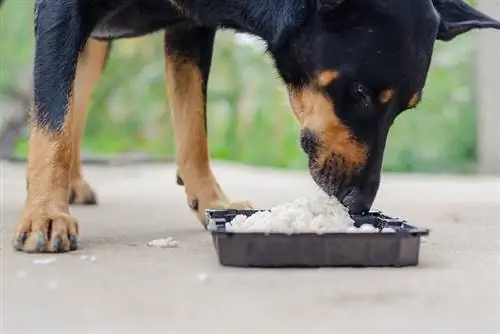 Kan hunder spise ris? Veterinær vurderte risikoer & Fordeler