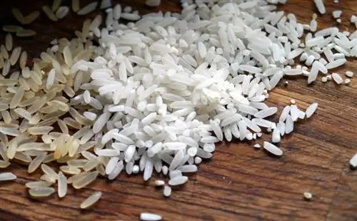 Mohou křečci jíst rýži? Co potřebuješ vědět