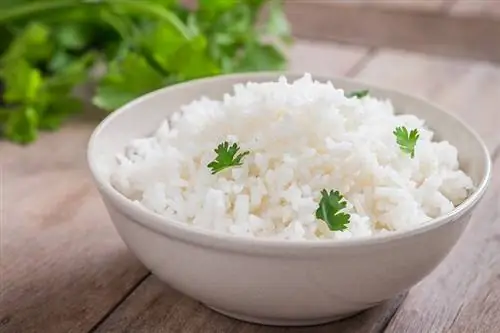 Vai putni var ēst rīsus? Vet pārskatīti uztura fakti & FAQ
