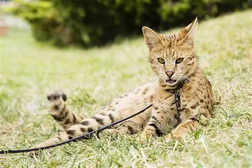Ovatko Savannah Cats vaarallisia? Faktat & Oikeudelliset vastuut