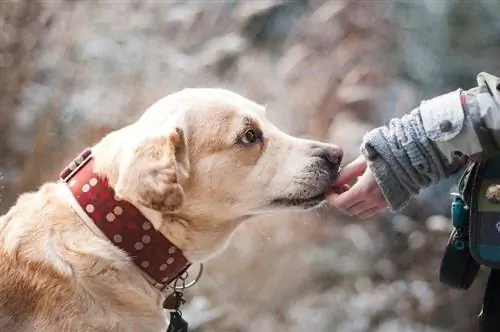 8 nejlepších CBD pamlsků pro psy s artritidou v roce 2023 – recenze & nejlepších