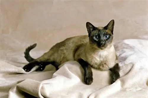 Nacionalni dan sijamske mačke 2023.: što je to & Kada se slavi