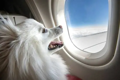 Minne koirat menevät lentokoneessa? Kaikki mitä sinun tarvitsee tietää