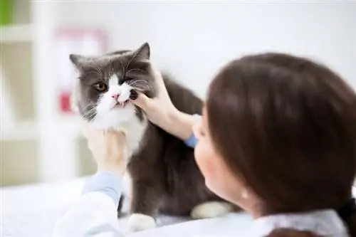 5 malattie dentali comuni nei gatti (risposta del veterinario)