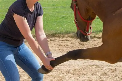 Magkano ang Nagagawa ng Horse Chiropractors? Average & Pinakamataas na Sahod