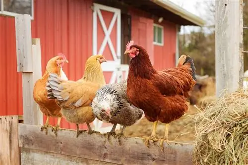 Kan kycklingar äta squash? Fakta & FAQ