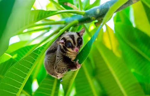 Gør Sugar Glider-bid ondt? 5 tips til at få dem til at stoppe med at bide