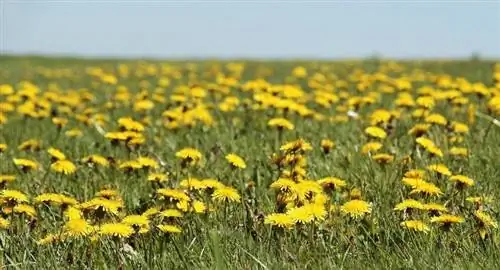 Պատկեր