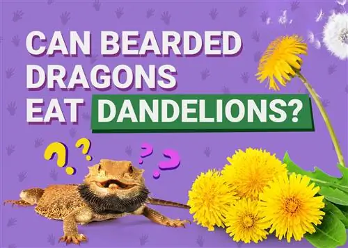 Maaari bang Kumain ng mga Dandelion ang mga Bearded Dragons? Anong kailangan mong malaman