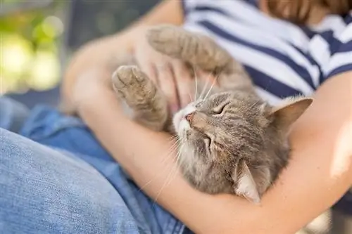 ทำไมแมวถึงชอบกอดมาก? 7 เหตุผลที่น่าจะเป็นไปได้