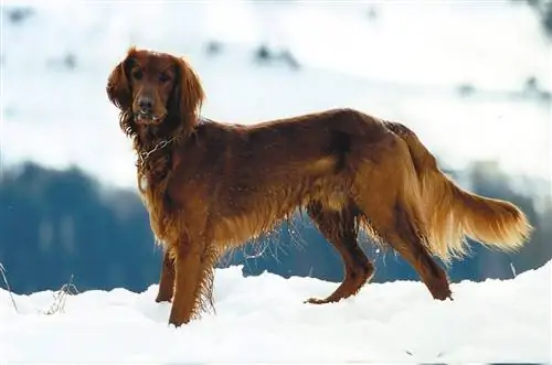 نژاد سگ ایرلندی طلایی: تصاویر، راهنما، اطلاعات، & مراقبت