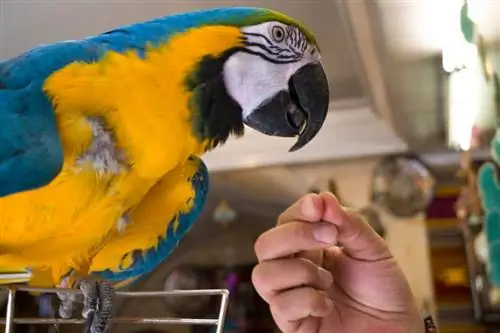 Τοξικότητα από τεφλόν σε πτηνά: σημεία, αιτίες & Θεραπεία