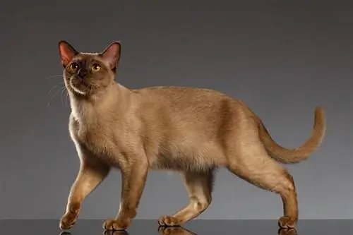 תוחלת חיים של חתול בורמזי: תוחלת חיים ממוצעת