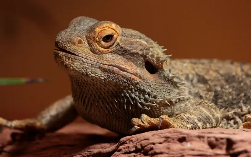 Ako zistiť, či je bradatý drak tehotný: 7 znakov, ktoré treba hľadať