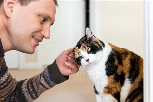 چرا گربه‌ها دوست دارند گوش‌هایشان اینقدر مالیده شود؟ حقایق & پرسش و پاسخ