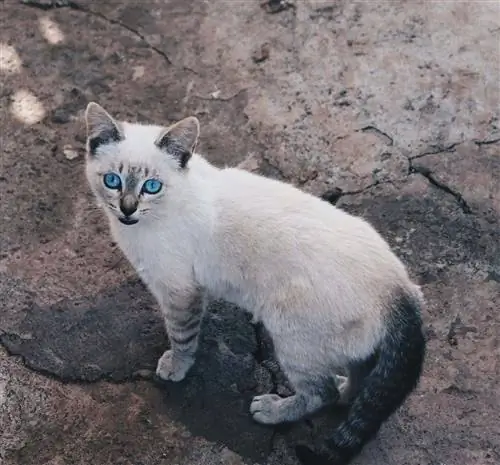 Ojos Azules Cat: tiedot, kuvat, temperamentti & piirteitä