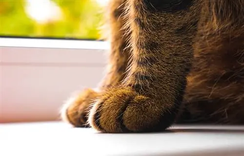 Zašto je vaša mačka tako statična? 6 razloga zašto & Savjeti za smanjenje