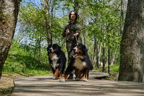 Колко защитни са бернските планински кучета? Темпераментът на Бърнърс е обяснен