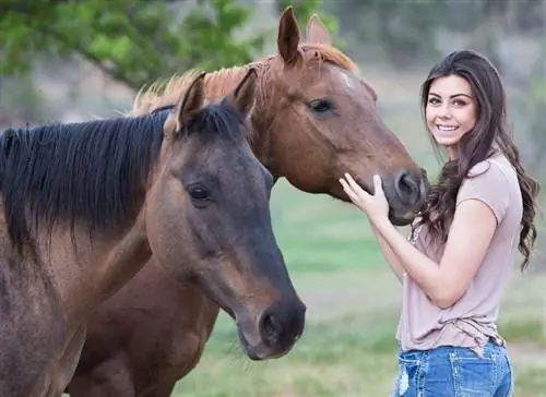 Voivatko hevoset tuntea rakkautta? Kuinka hevoset näyttävät tunteitaan